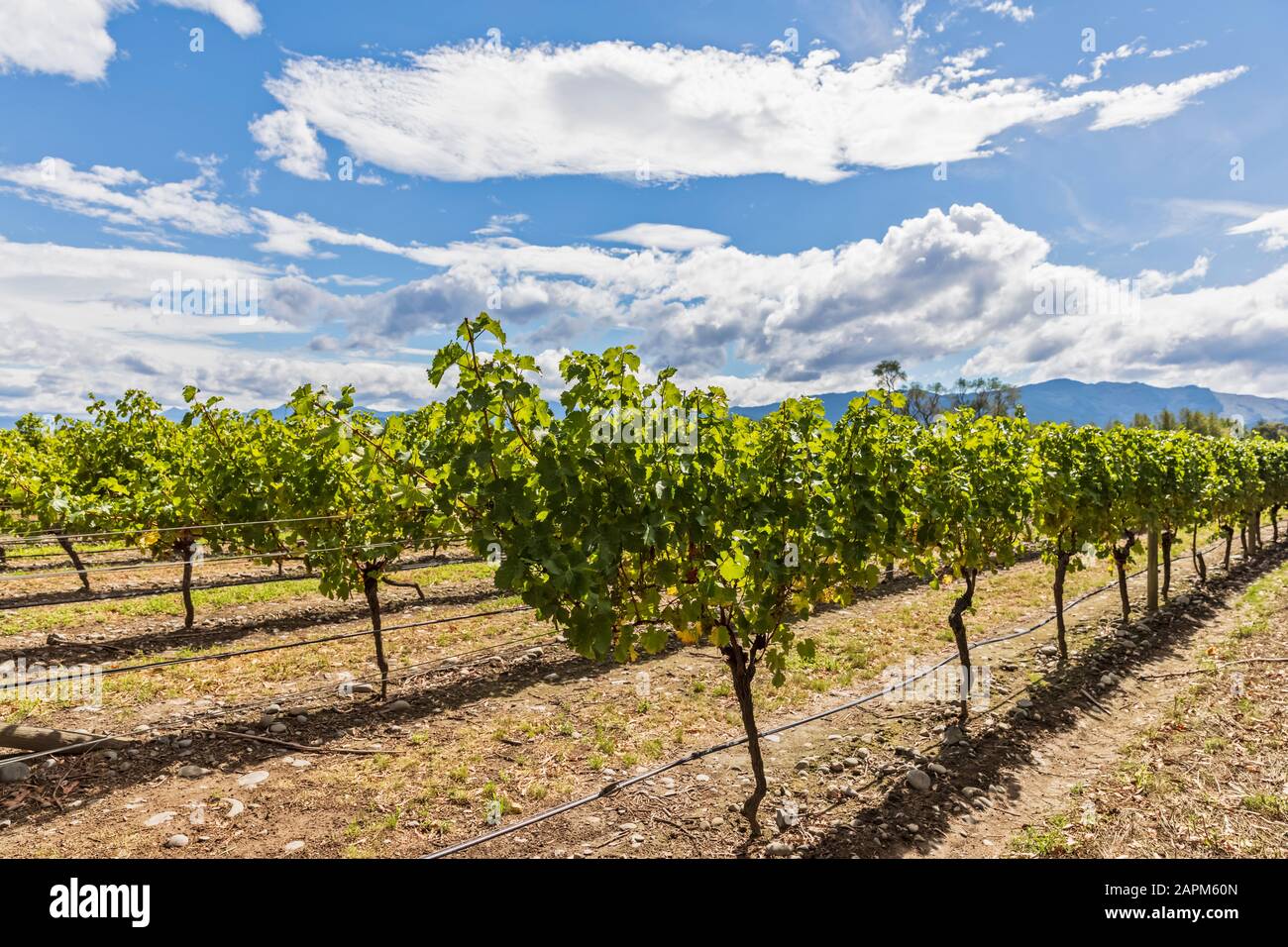 Neuseeland, Marlborough Region, Sauvignon Blanc Trauben wachsen in Weinberg Stockfoto