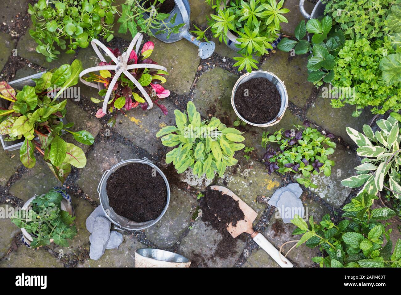 Pflanzen von verschiedenen grünen kulinarischen Kräutern Stockfoto