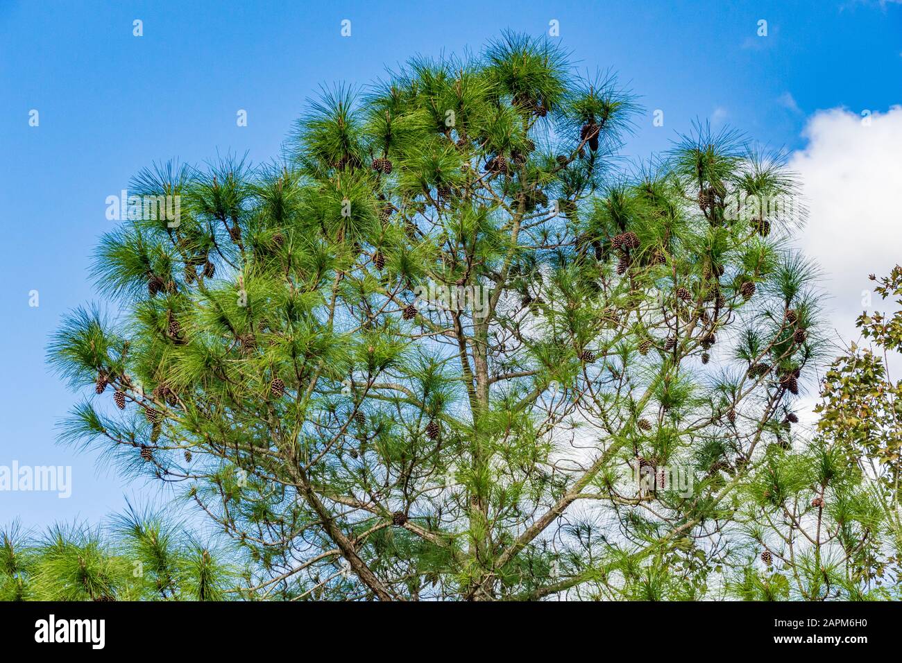 South Florida Slash Pine (Pinus elliottii densa) bedeckt mit Kiefernzapfen - Tree Tops Park, Davie, Florida, USA Stockfoto