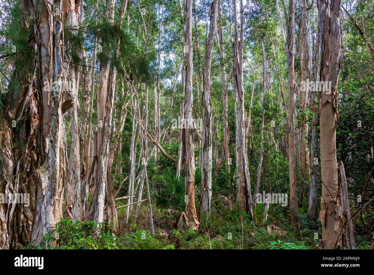 Wald von breitblättrigen Pappelbäumen (Melaleuca quinquenervia) - Tree Tops Park, Davie, Florida, USA Stockfoto