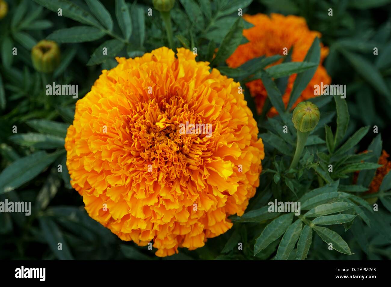 Schöne afrikanische Marigold Deep Orange Blume, eine resistente Hirschpflanze Stockfoto