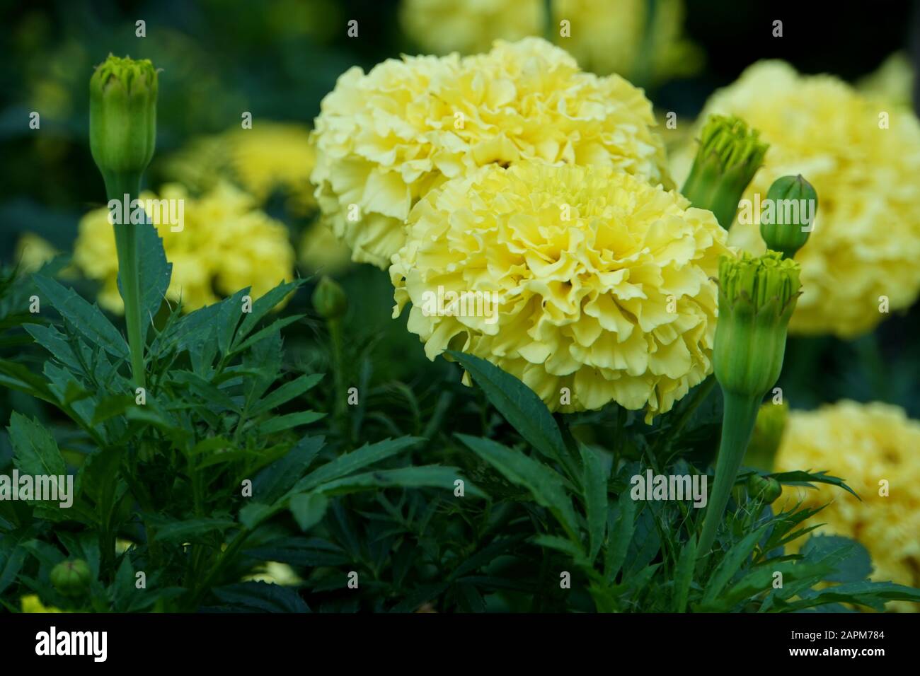 Schöne hellgelbe Farbe der afrikanischen Marigold Primrose Lady Blume Stockfoto