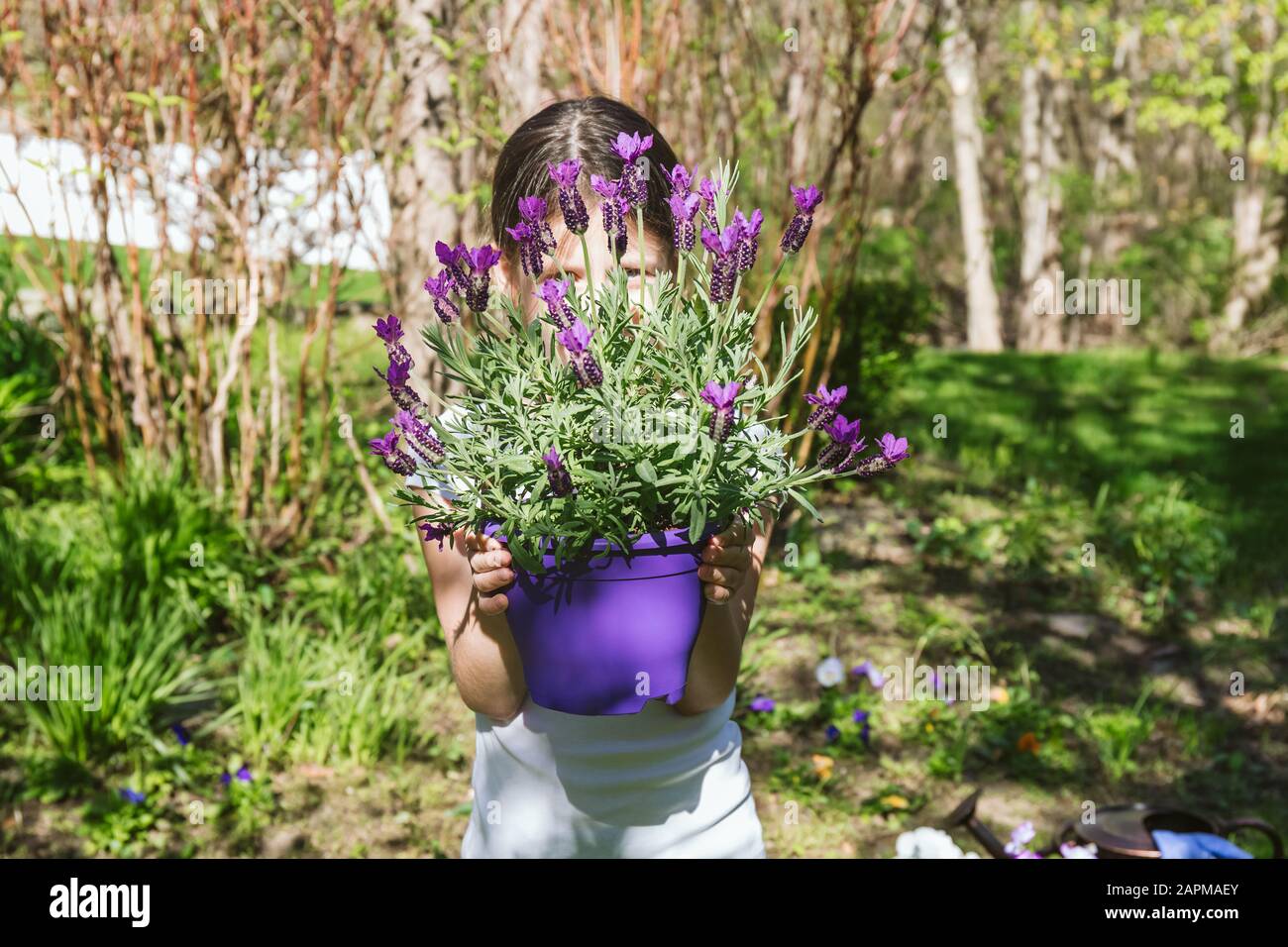 Mädchen mit Lavendel im Topf im Garten im Hinterhof. Familiengärtnerisches Frühlings-Konzept. Horizontal Stockfoto