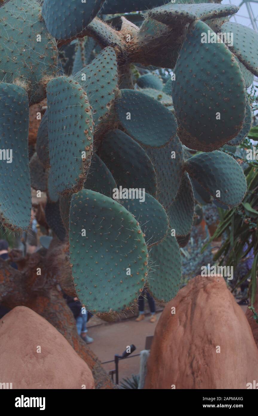 Kaktus Baum Stockfoto