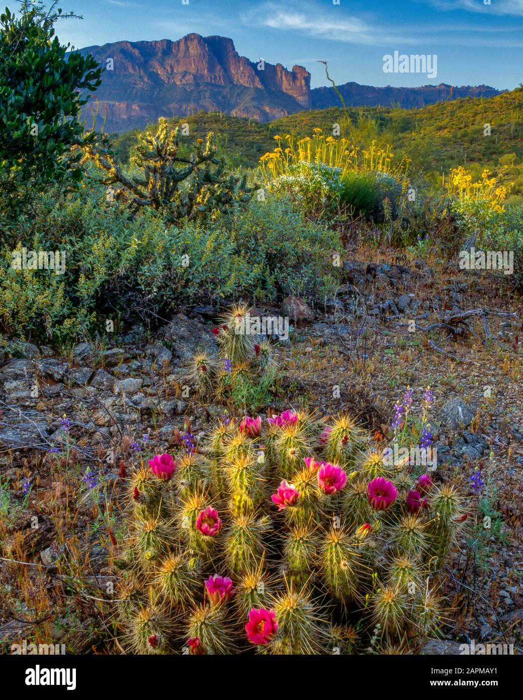 Igel, Wildflowers, Superstition Mountains, Tonto National Forest, Arizona Stockfoto