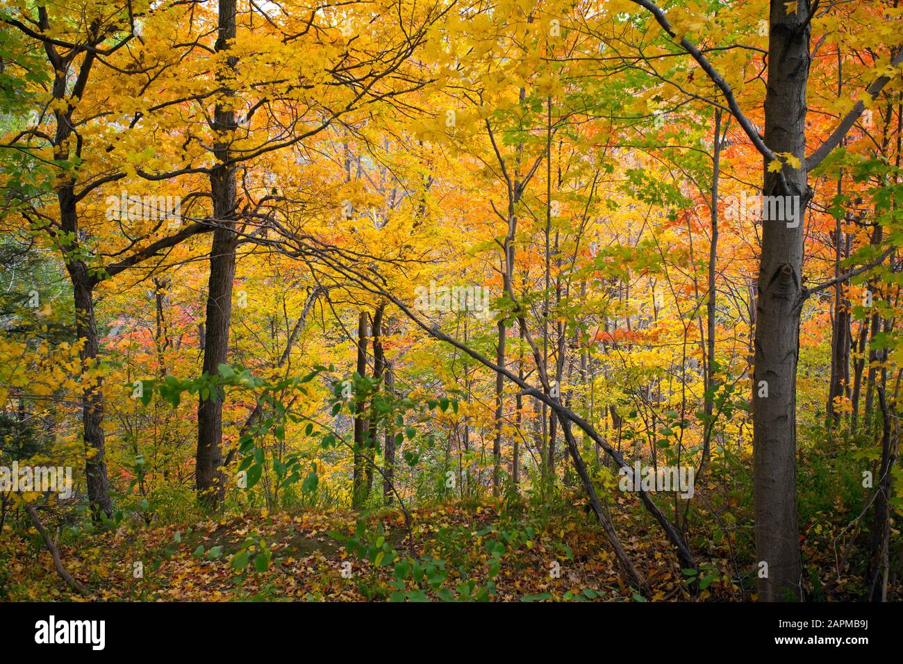 Herbst-/Herbstwaldlandschaft mit wechselnden Farben im Südwesten von Ontario, Kanada. Stockfoto