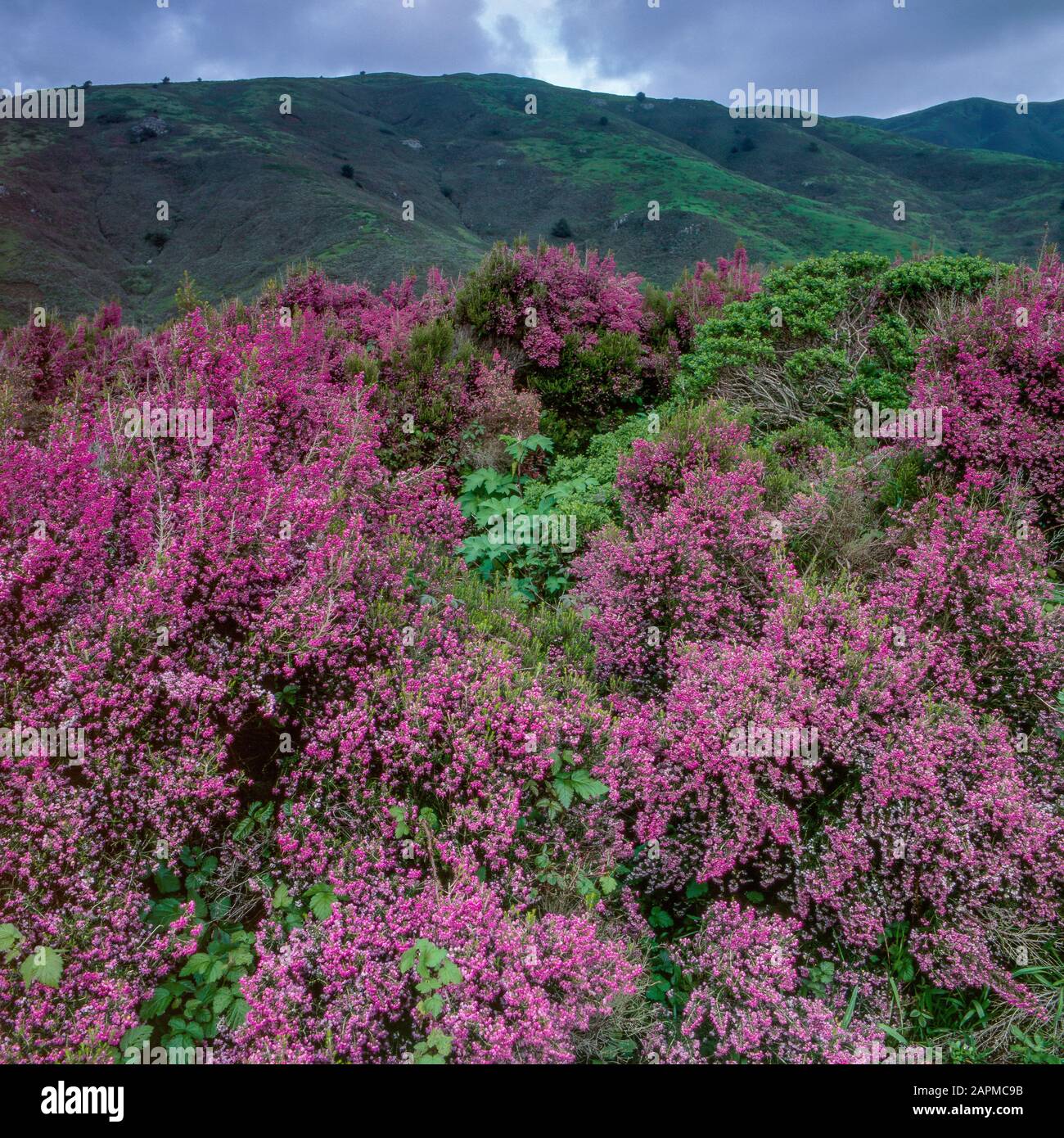 Heather, Calluna vulgaris, Golden Gate National Recreation Area, Marin County, Kalifornien Stockfoto