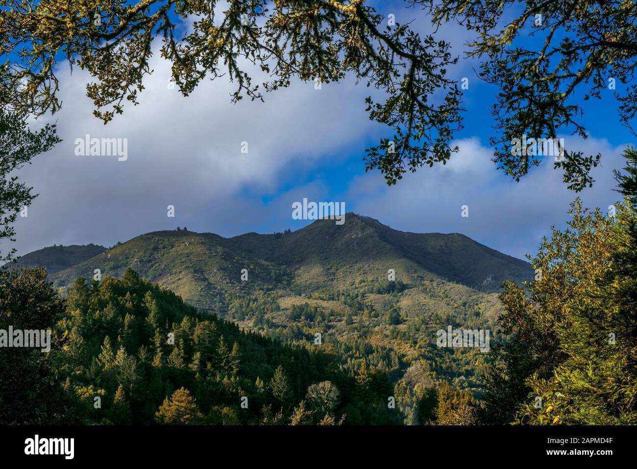 Mount Tamalpais, Marin County, Kalifornien Stockfoto