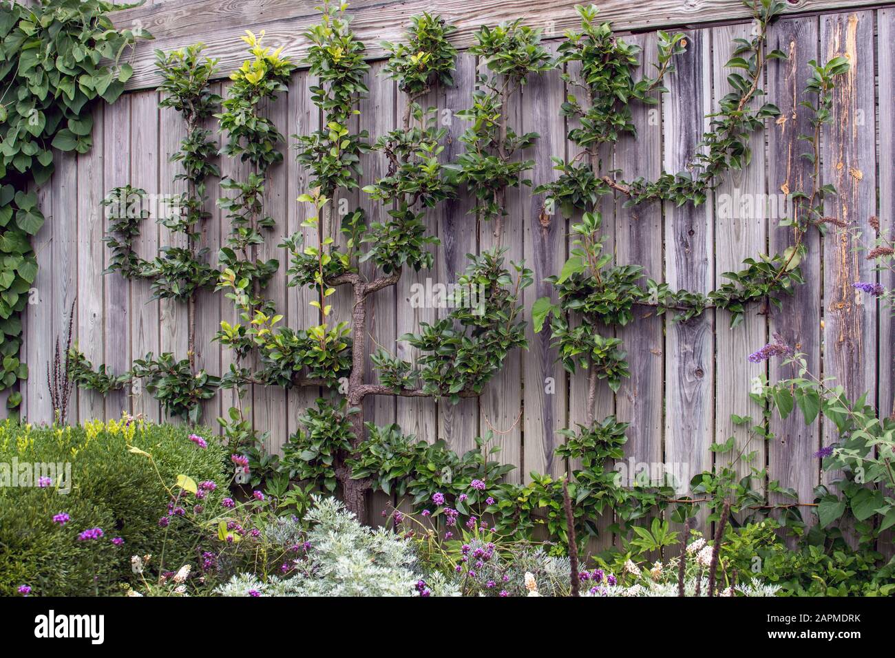 Ein Birnbaum wird getrimmt und trainiert, um in einem schönen vertikalen Muster an einer Holzwand zu wachsen. Dieser einzigartige Gartenstil ist perfekt für kleine Gärinnen Stockfoto