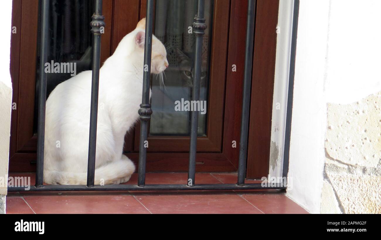 Junge Kätzchen saß auf der Fensterbank Wand im andalusischen Dorf Straße Stockfoto