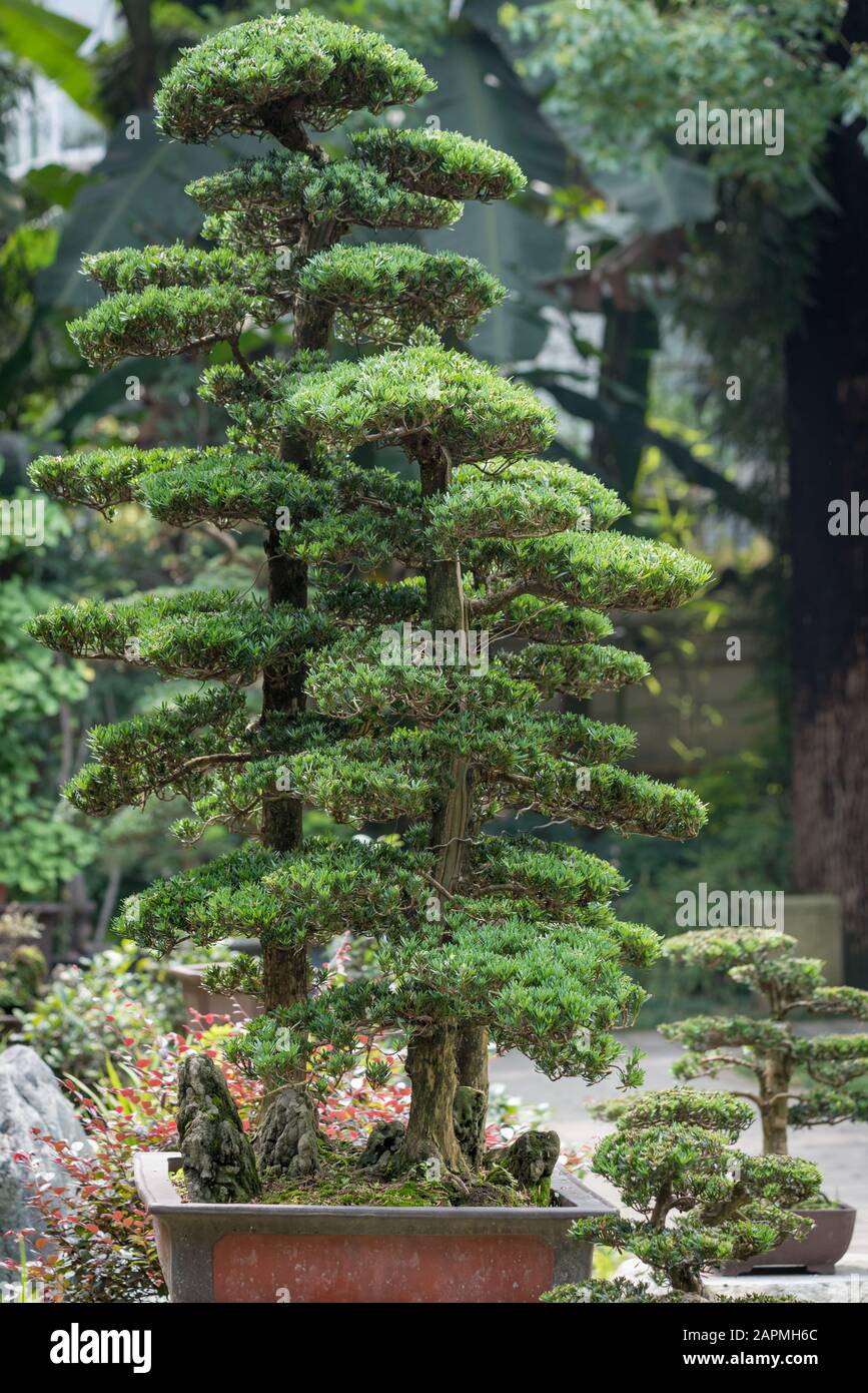 Schner Garten, Bonsai Bume, Pinien in einem traditionellen japanischen  Steingarten Stockfotografie - Alamy