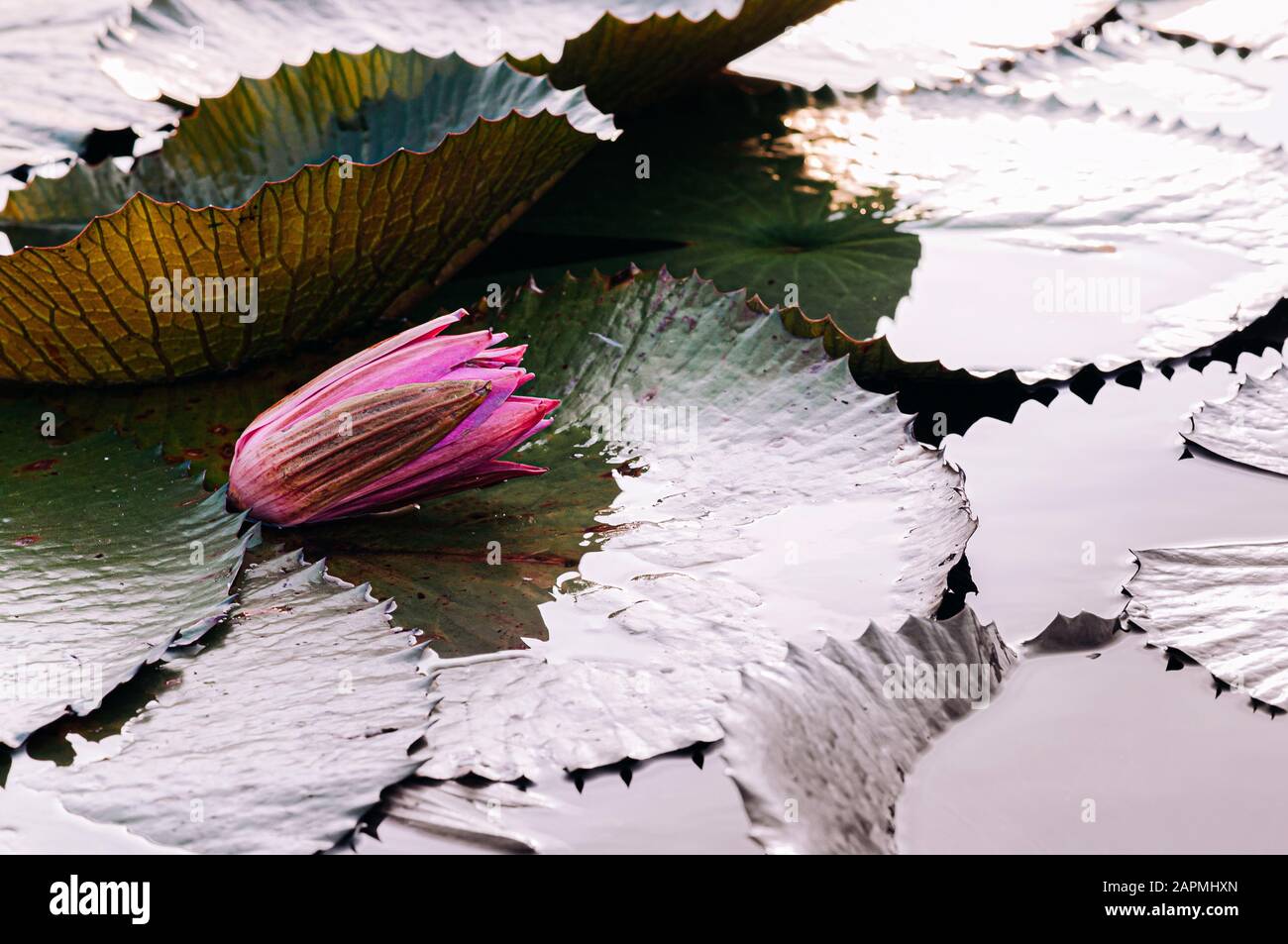Süß-rosafarbene lotoswasserlilien vor der Blüte unter Morgenlicht - reine und schöne tropische Wasserpflanze in Thailand Stockfoto