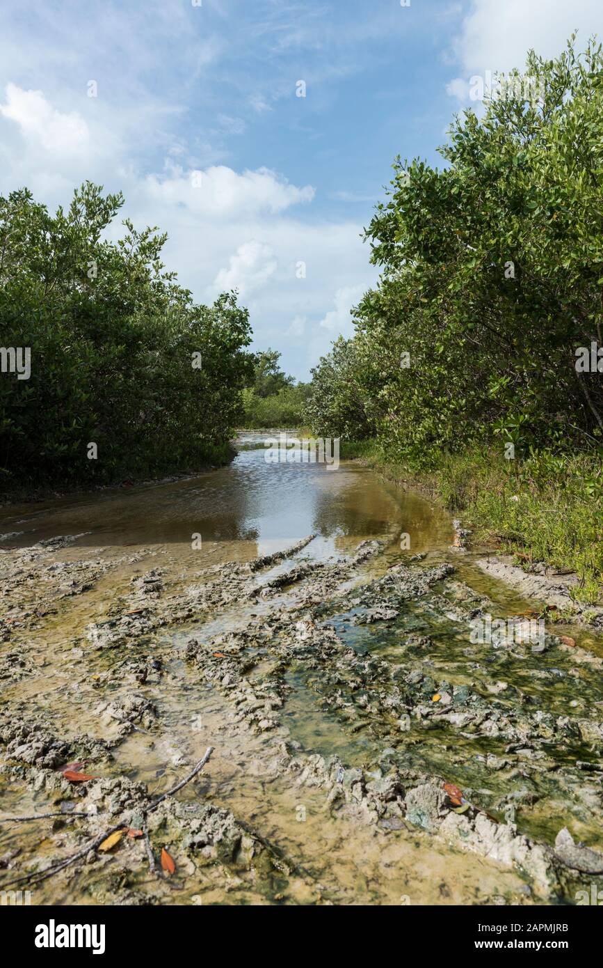 Alte Überreste der Exhacienda Real de Salinas, wo sie Salz herstellen. Bei Celestun im Bundesstaat Yucatan, Mexiko Stockfoto