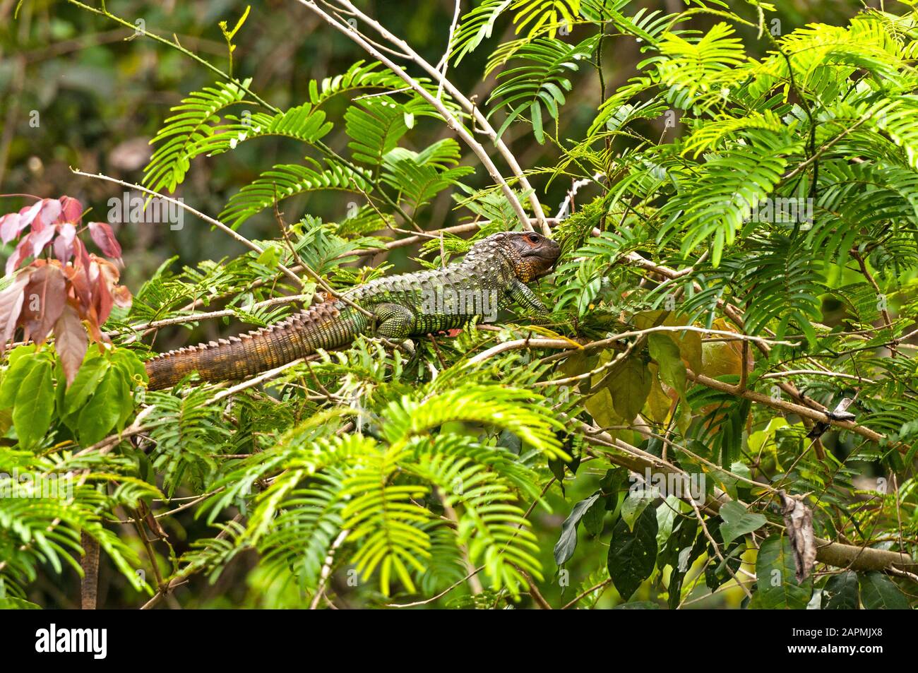 Caiman Licard im peruanischen Amazonas Stockfoto