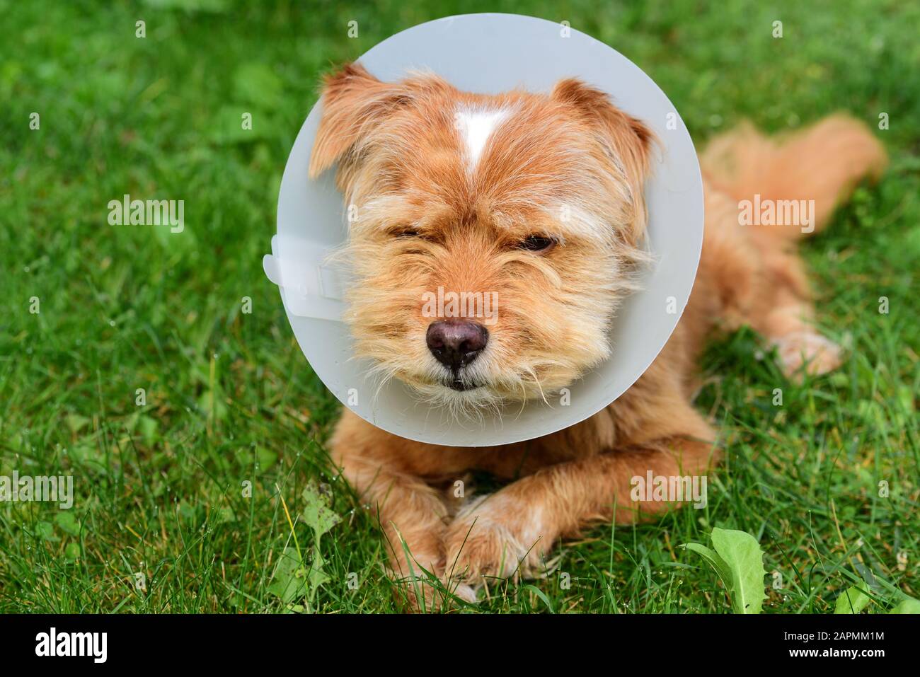 Ein kleiner braun behaarter süßer Hund sitzt draußen auf der Wiese und hat einen weißen Plastikrill um den Hals, weil er medizinisch behandelt wurde Stockfoto