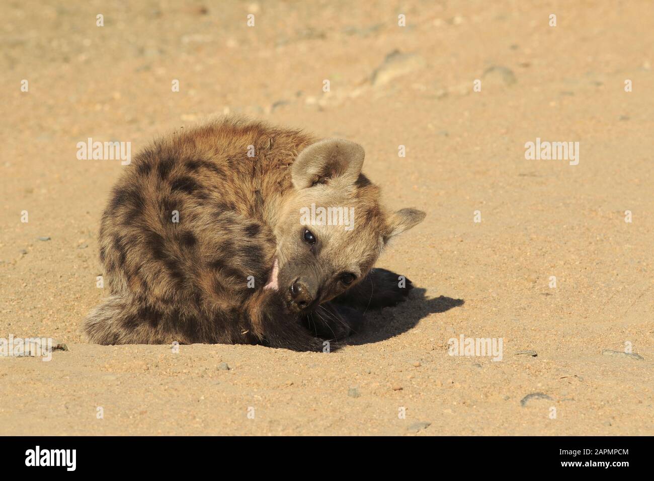 Junge Hyäne im kruger Nationalpark Stockfoto
