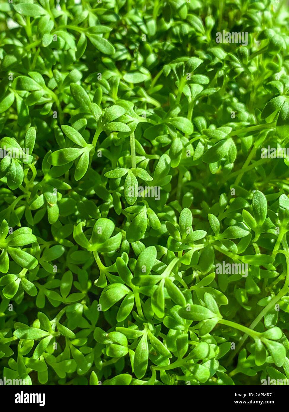 Gartenkresse sprießt von oben. Kress, auch Pfefferwort oder Pfeffergras. Lepidium sativum, ein schnell wachsendes essbares Kraut. Grüne Sämlinge. Stockfoto