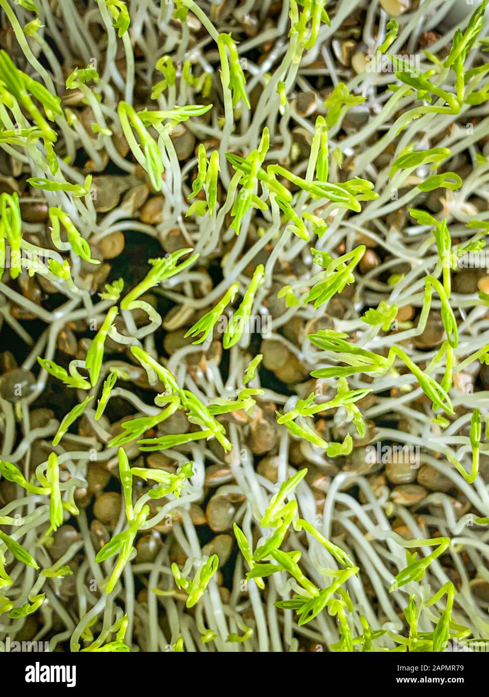 Grüne Linsensprosse von oben, Makrolebensmittelfoto. Sprießende französische Grünlocken, auch Puy-Linsen genannt. Grüne Sämlinge und junge Pflanzen. Stockfoto