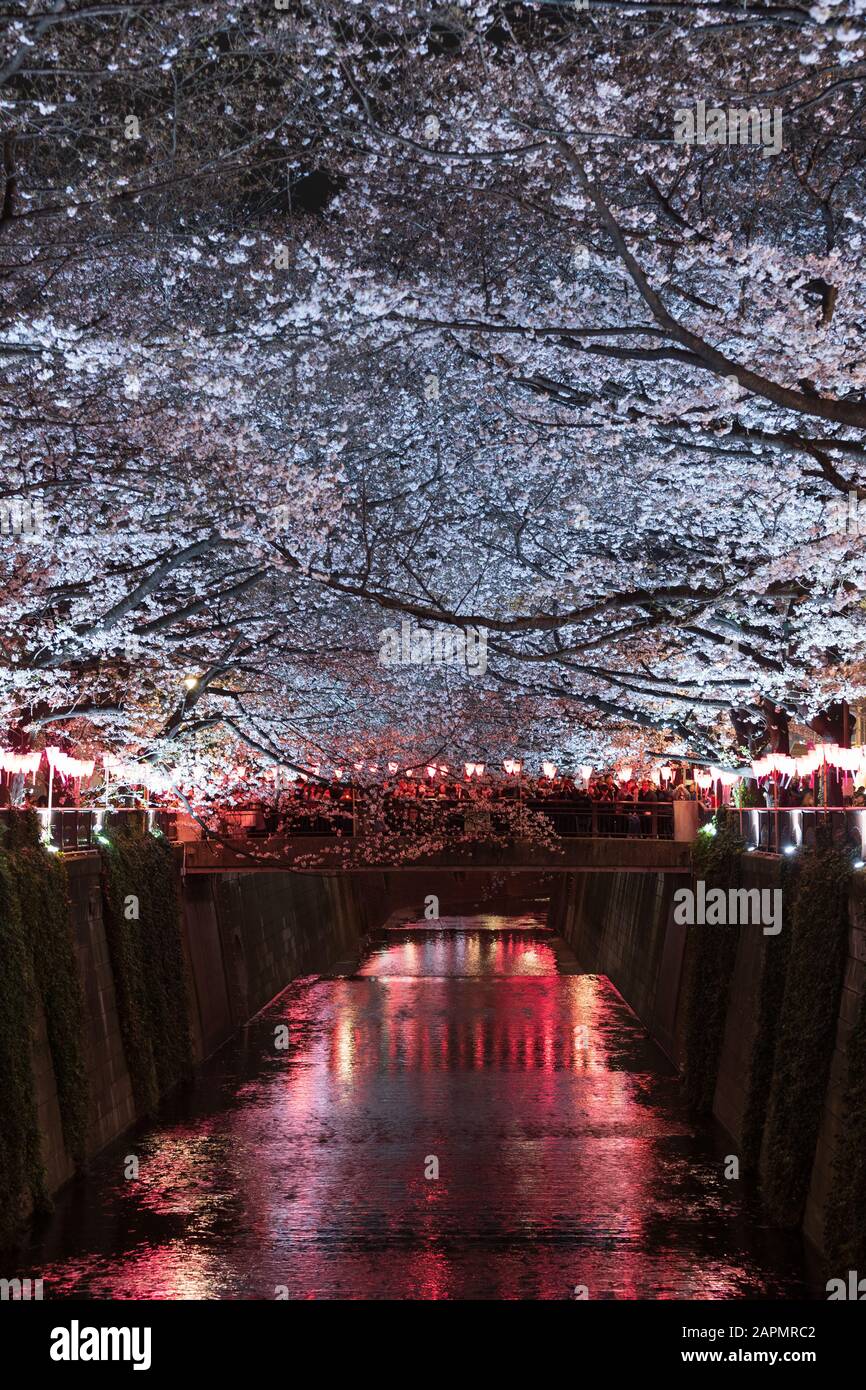 Schöne Sakura, Kirschblüte mit Licht in der Nacht im Meguro-Fluss, Tokio, Japan Stockfoto