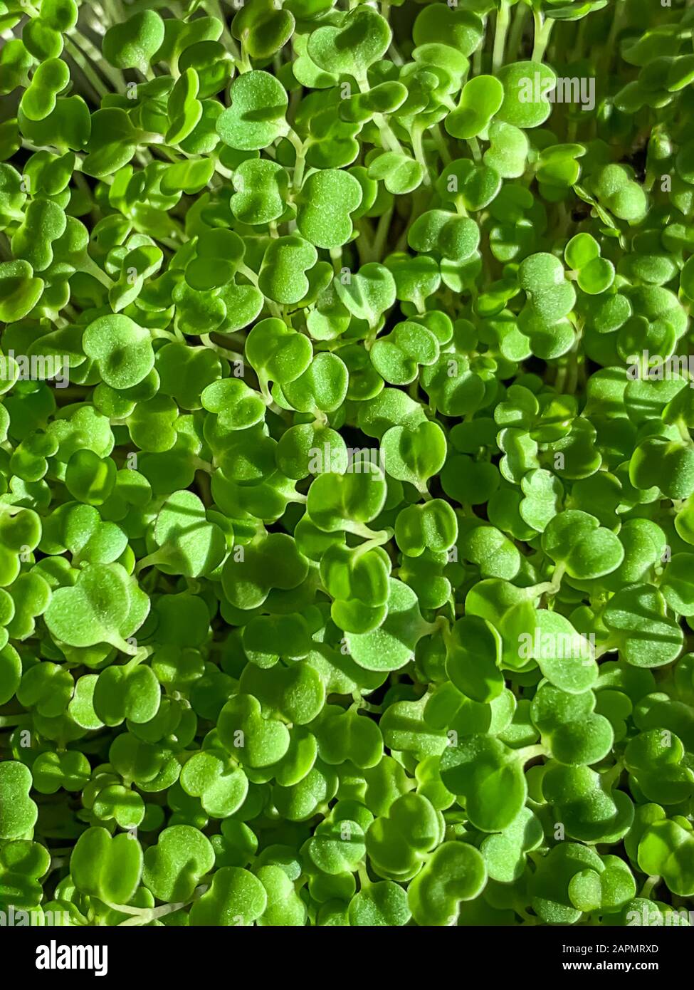 Arugula-Spross von oben, Makrolebensmittelfoto. Sproutingrakete, Eruca vesicaria, auch Gartenrakete genannt. Grüne Sämlinge und junge Pflanzen. Stockfoto