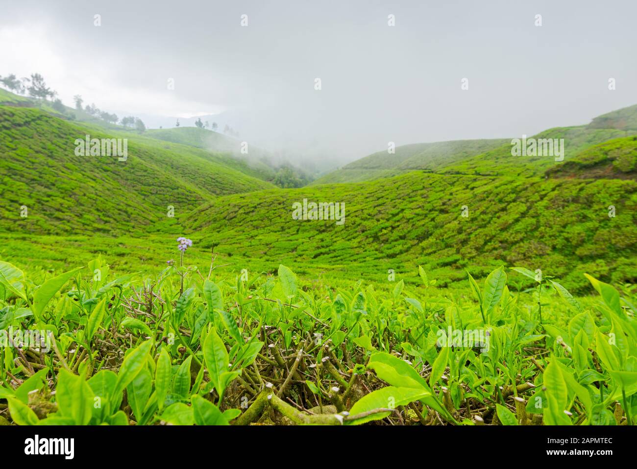 Lila Blume in der Teeplantage bei Munnar in Kerala, Südindien am übergiebelten Tag Stockfoto