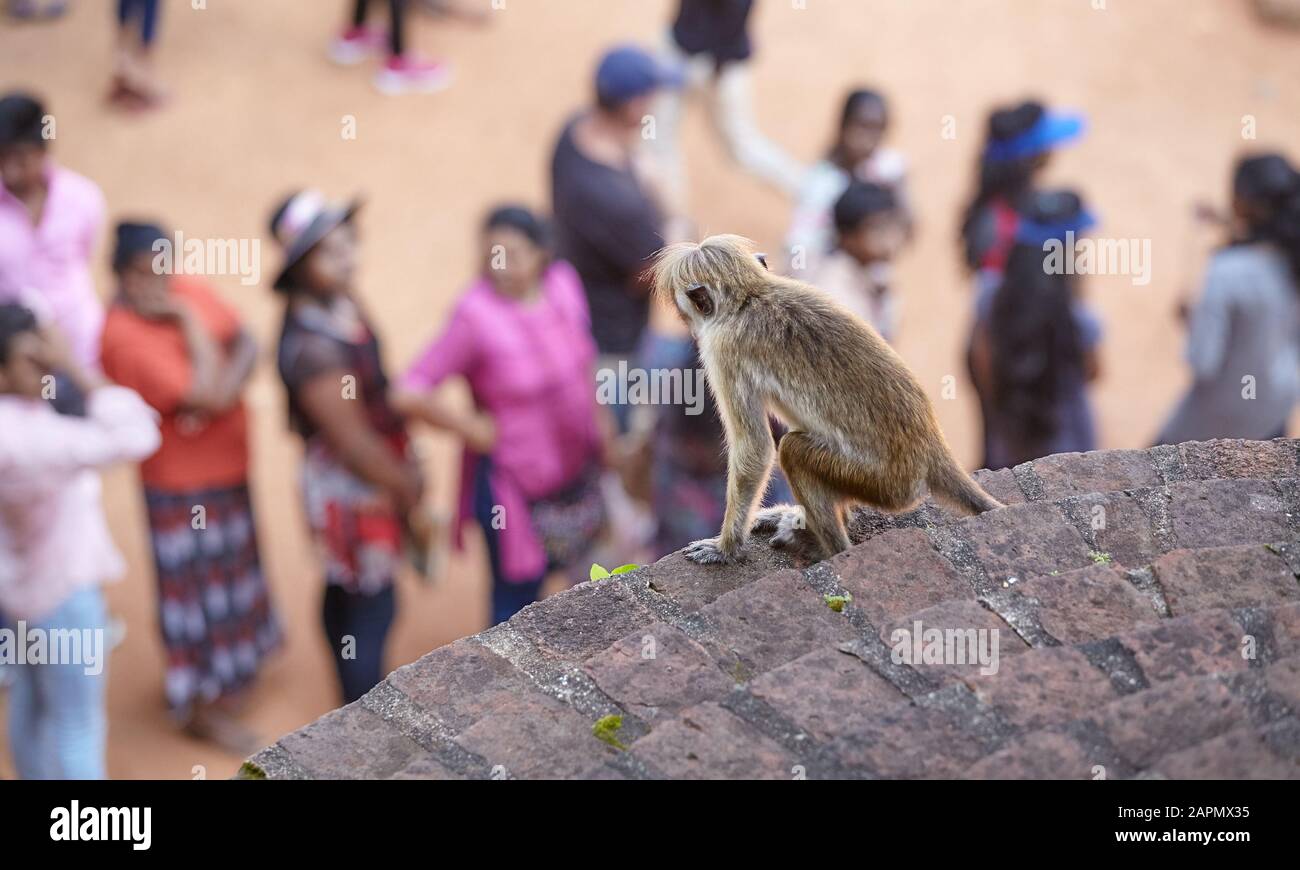 Affe beobachtet Touristen, die in Reihe warten, um den Sigiriya-Felsen zu erklimmen. Stockfoto