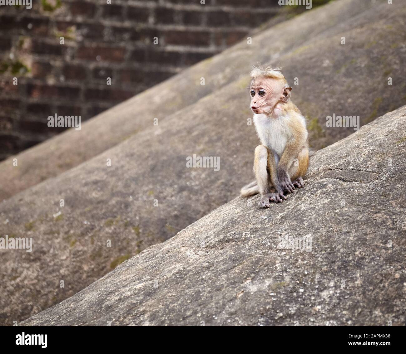 Baby Toque Macaque auf einem Felsen, Sri Lanka. Stockfoto