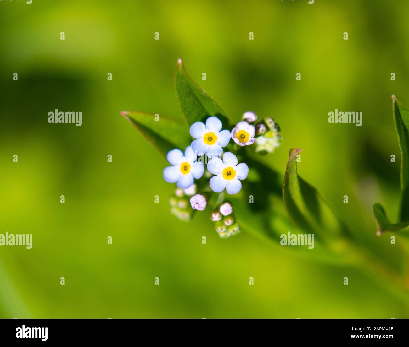 Zarte blaue "Forget-me-not"-Blumen vor weichem Fokushintergrund Stockfoto