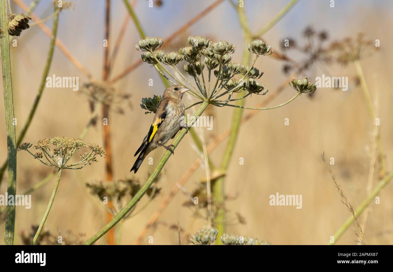 Ein Goldfinch der Goldfinkerin thront bei Sonnenschein auf einem Grasstamm gegen Weichselgrasland Stockfoto