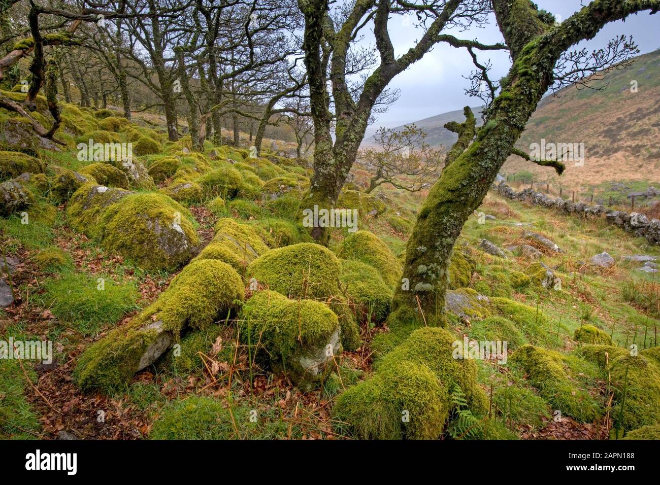 Wistman's Wood Dartmoor Devon National Nature Reserve Stockfoto