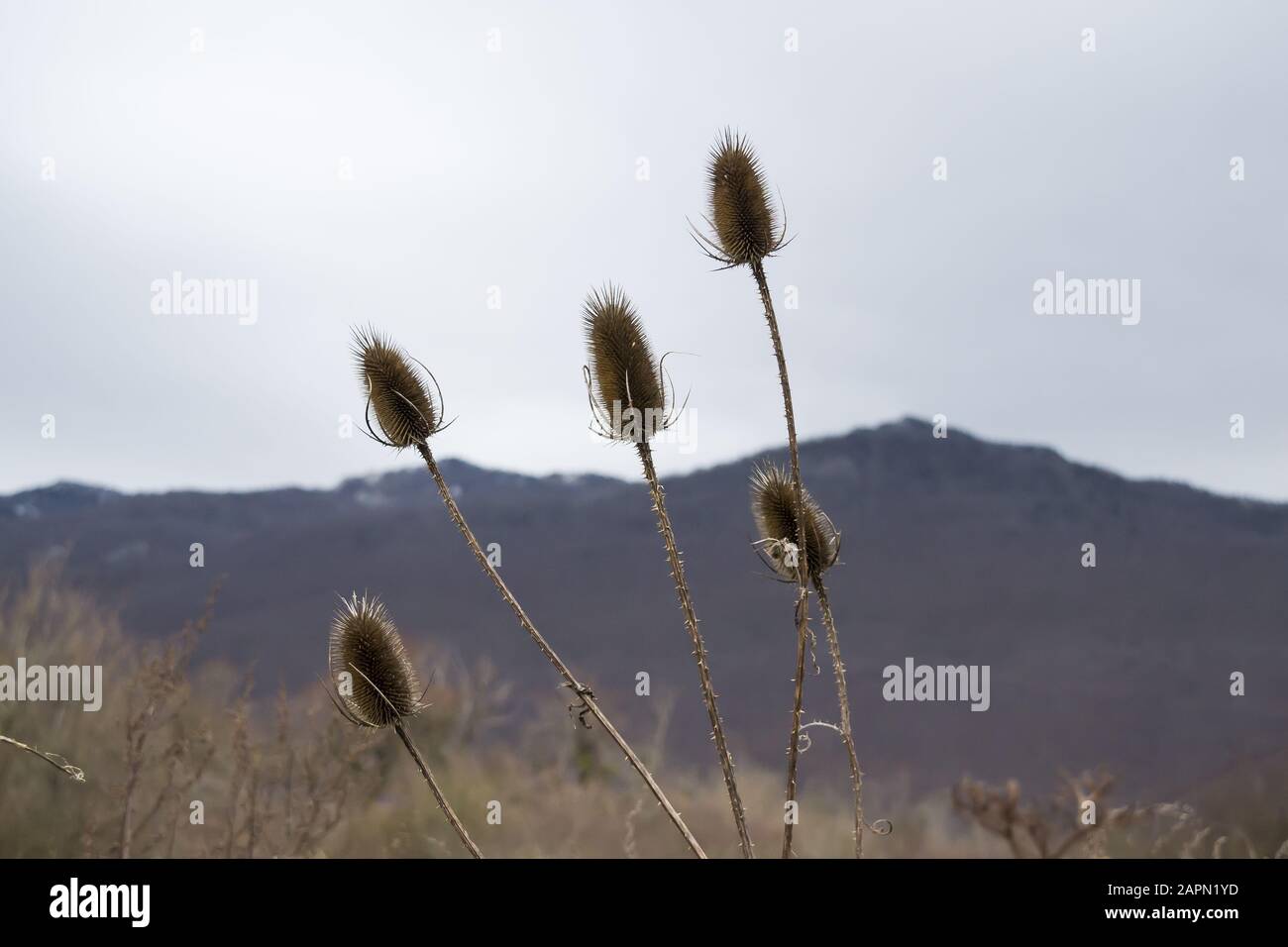 Selektiver Fokus Low-Angle-Aufnahme von Disteln mit einem Berg Im Hintergrund Stockfoto