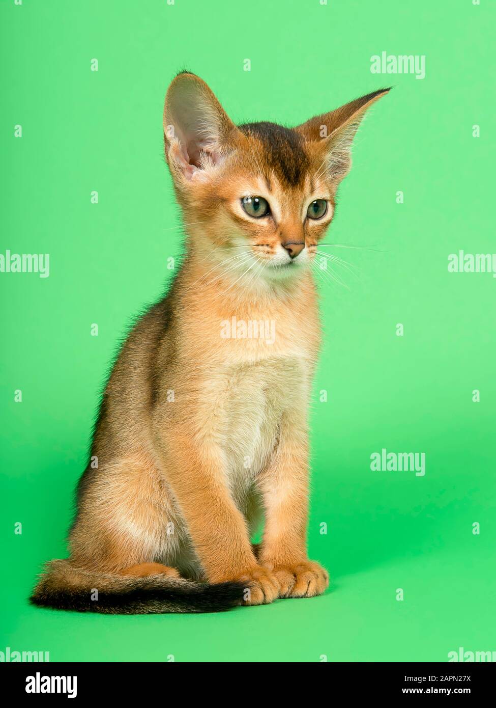 Abessinierkatze (Felis silvestris catus), Jungtier, wild gefärbt, 9 Wochen, sitzend, grüner Hintergrund, Studioaufnahme, Österreich Stockfoto