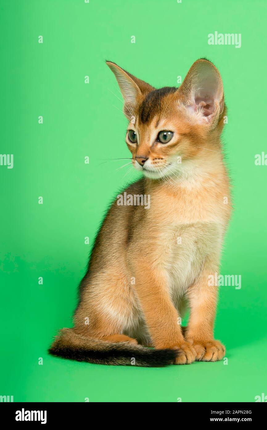 Abessinierkatze (Felis silvestris catus), Jungtier, wild gefärbt, 9 Wochen, sitzend, grüner Hintergrund, Studioaufnahme, Österreich Stockfoto