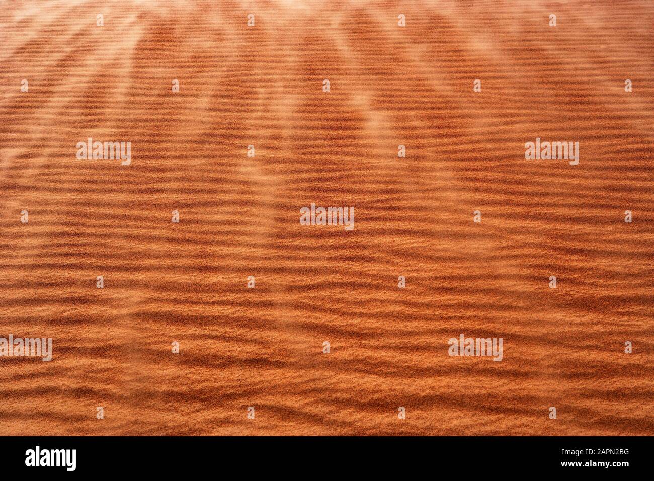 Wellenstruktur, Sanddüne, Wüste Rimal al Wahiba oder Wahiba Sands, Sultanat Oman Stockfoto