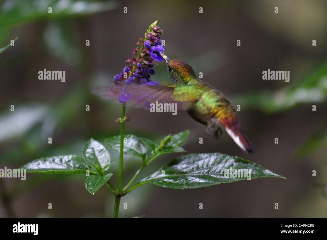 Nahaufnahme eines Kolibris, der sich auf einer violetten Blume ernährt Stockfoto