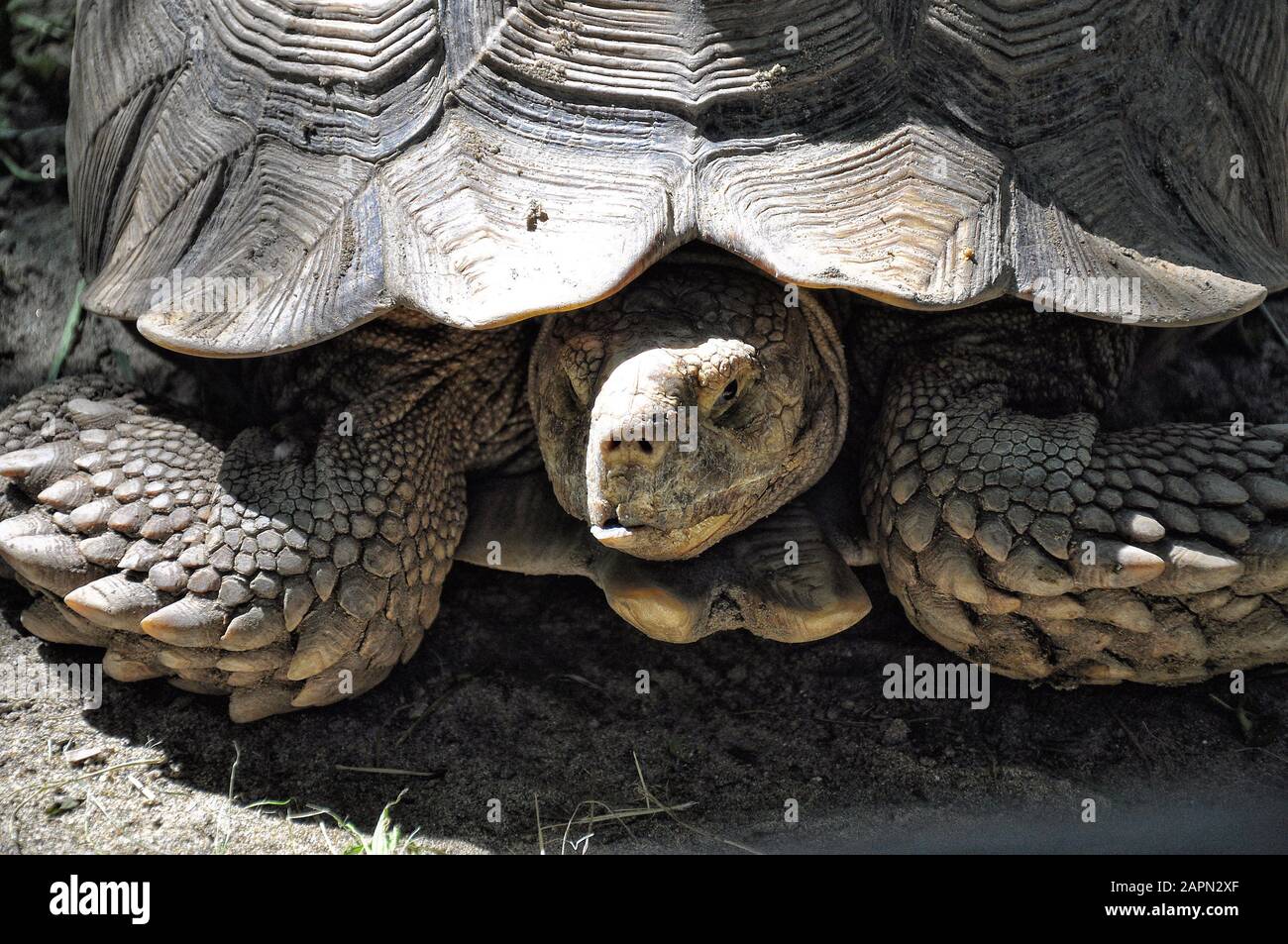Große Schildkröte Nahaufnahme auf der Erde, Tierschutz Stockfoto