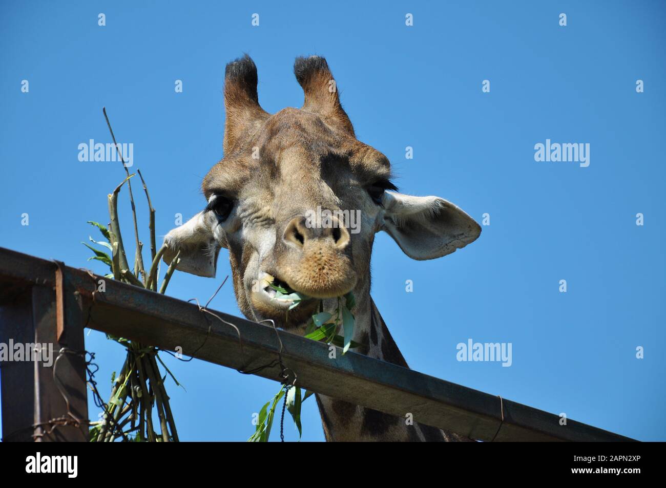 Giraffe Kopf gegen Himmel und Bäume, Nahaufnahme Stockfoto