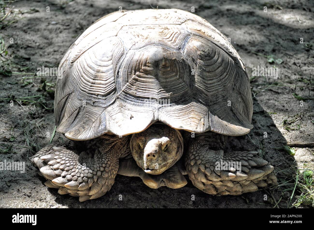 Große Schildkröte Nahaufnahme auf der Erde, Tierschutz Stockfoto