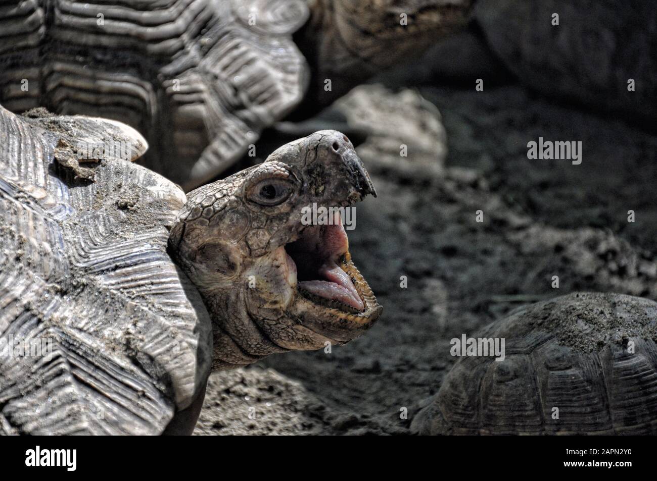 Nahaufnahme eines Schildkrötenkopfes mit offenem Mund Stockfoto