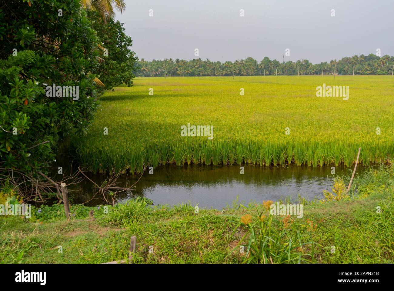 Landschaft von Reisfeld in Kumarakom, kerala, südindien Stockfoto
