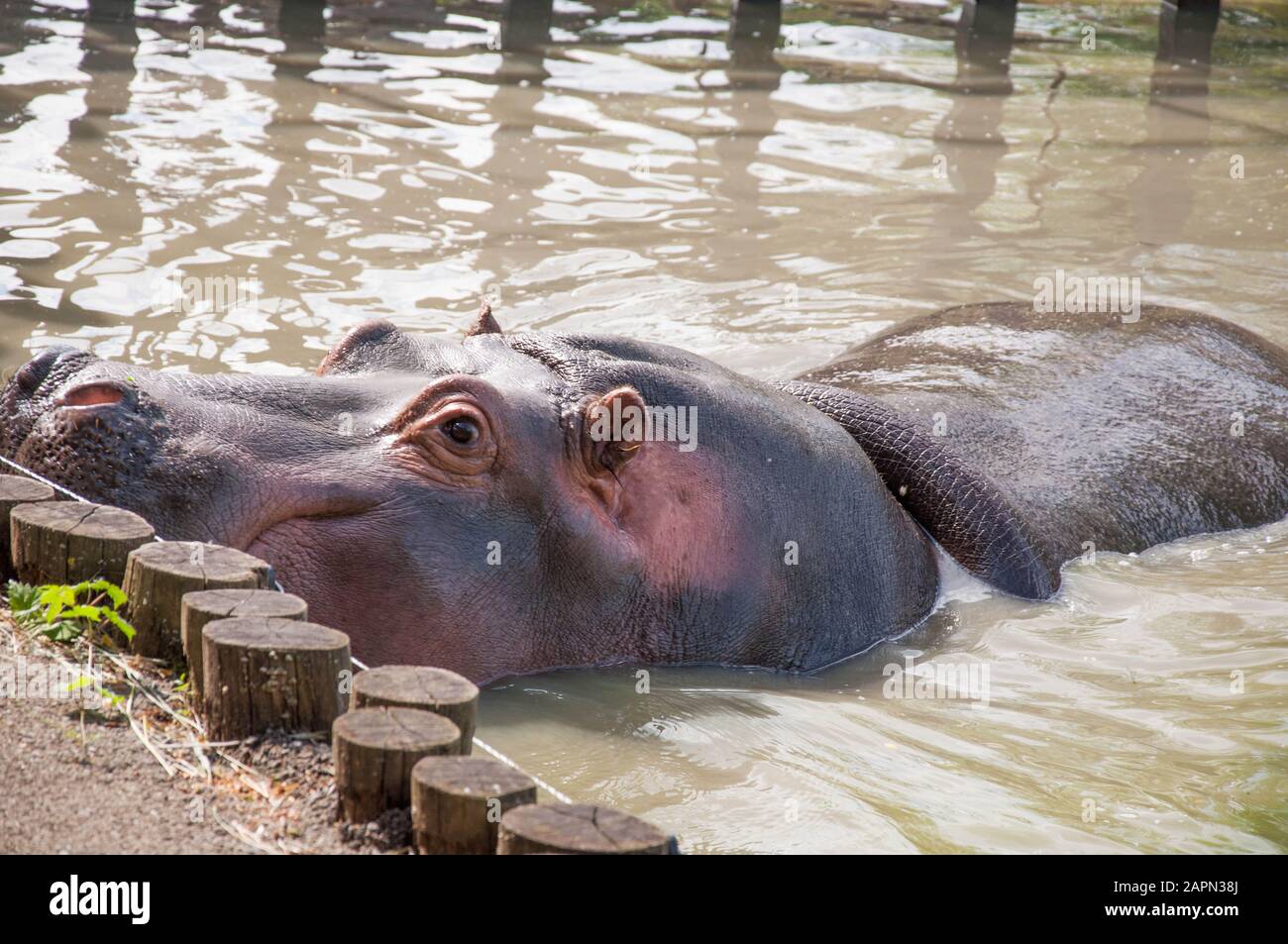 Großes Flusspferd mit offenem Mund, Essen, Nahaufnahme Stockfoto