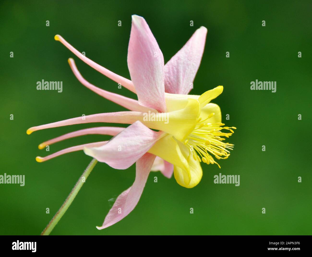 Nahaufnahme der Blume eines gelben und rosafarbenen Kolumbiens Stockfoto