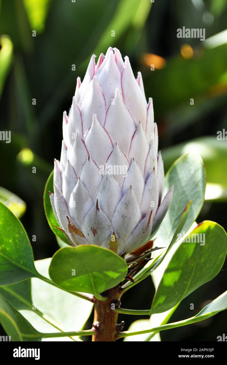 Nahaufnahme der Knospe einer Protea-Pflanze Stockfoto