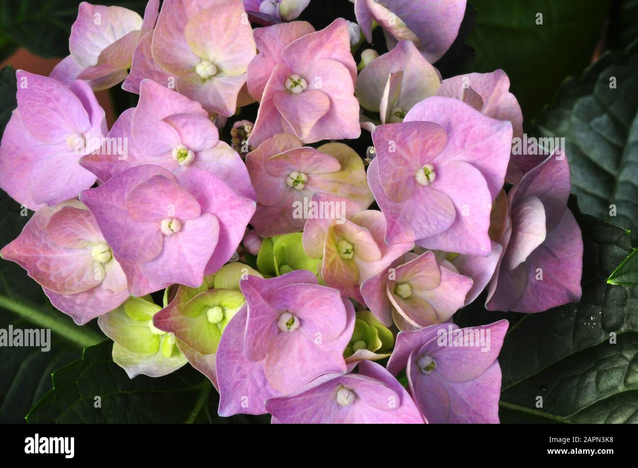 Nahaufnahme auf rosa Moppköpfe aus Blume Hydrangea macrophylla Stockfoto