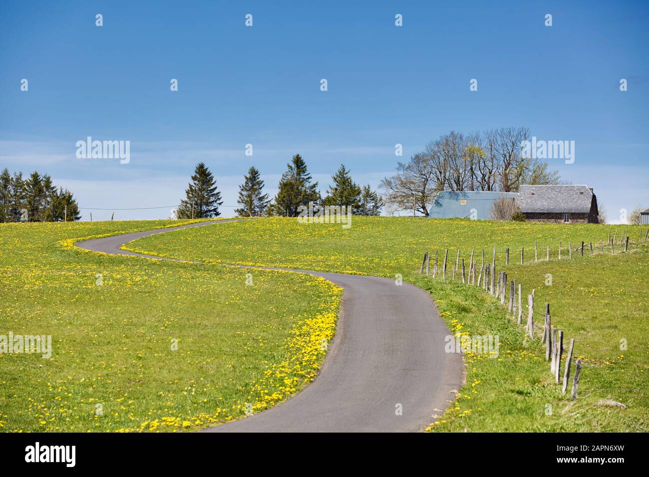 Eine Straße durch eine Blumenwiese mit gelben Narzissen, Auvergne, Frankreich Stockfoto