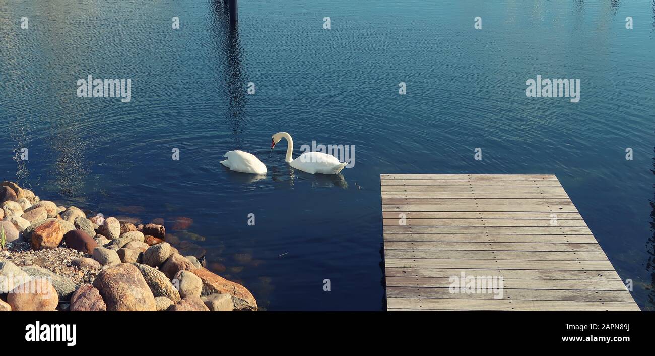 zwei weiße Schwäne auf dem Wasser Stockfoto