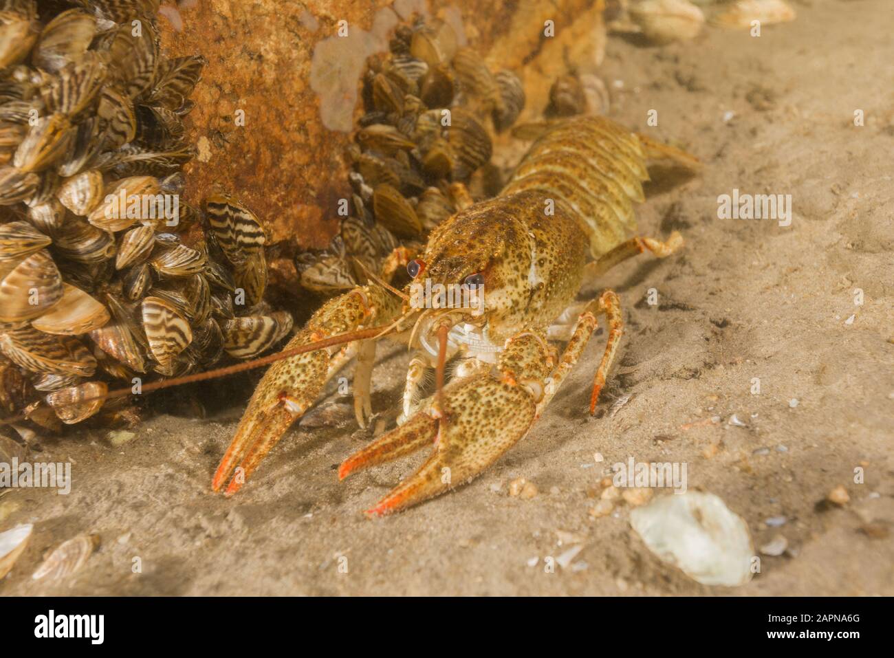 Flusskrebse (Astacus leptodactylus, Astacus astacus) auf sandigem Grund. Fluss Dnjeper, Oblast Saporischschja (Region), Ukraine, Osteuropa Stockfoto