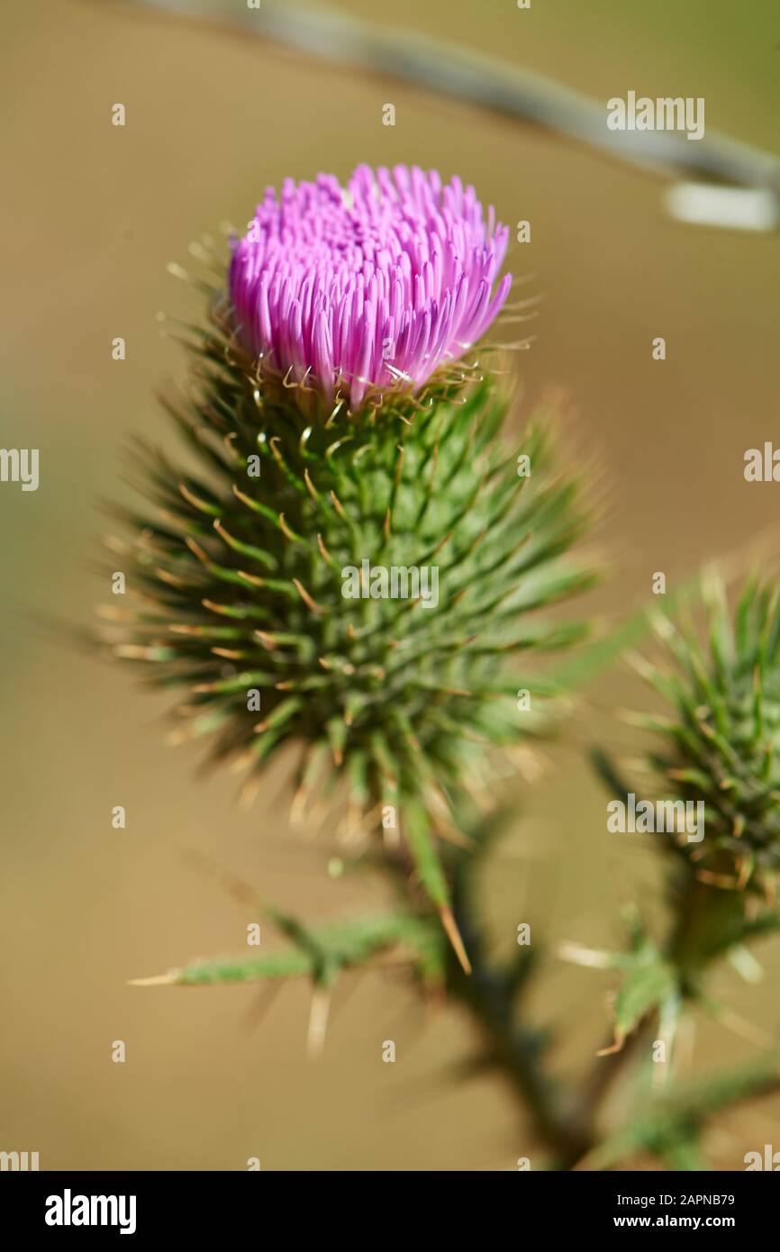 Bull Thistle, Coetzenberg Stockfoto