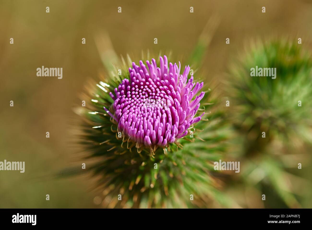 Bull Thistle, Coetzenberg Stockfoto