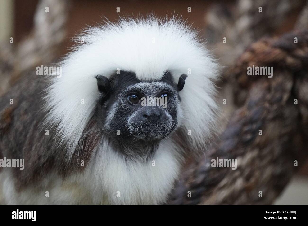 Baumwolle Tamarin Stockfoto